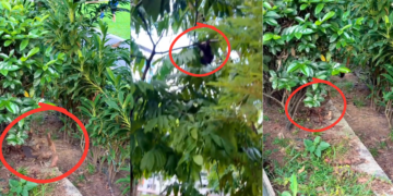 Mom Chicken Flies Into The Tree And Her Baby Chicks Follow Close Behind