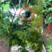 Mom Chicken Flies Into The Tree And Her Baby Chicks Follow Close Behind