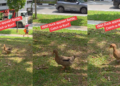 Wild Duck Spotted in Bedok Has Singaporeans Wondering What Animal Comes Next