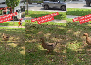 Wild Duck Spotted in Bedok Has Singaporeans Wondering What Animal Comes Next