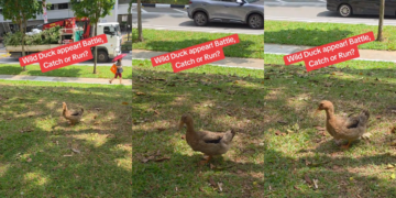 Wild Duck Spotted in Bedok Has Singaporeans Wondering What Animal Comes Next