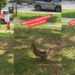 Wild Duck Spotted in Bedok Has Singaporeans Wondering What Animal Comes Next