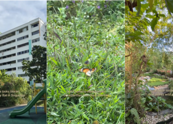 TikToker Discovers Wild Garden ‘Hidden’ Inside Singapore HDB Estate in Woodlands