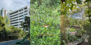 TikToker Discovers Wild Garden ‘Hidden’ Inside Singapore HDB Estate in Woodlands
