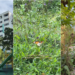 TikToker Discovers Wild Garden ‘Hidden’ Inside Singapore HDB Estate in Woodlands