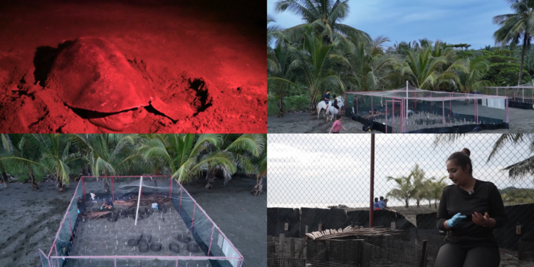 Panama Communities Race To Save Sea Turtles From Climate Change