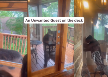 Family Watches In Shock As Curious Bear Tries Opening Their Cabin Door