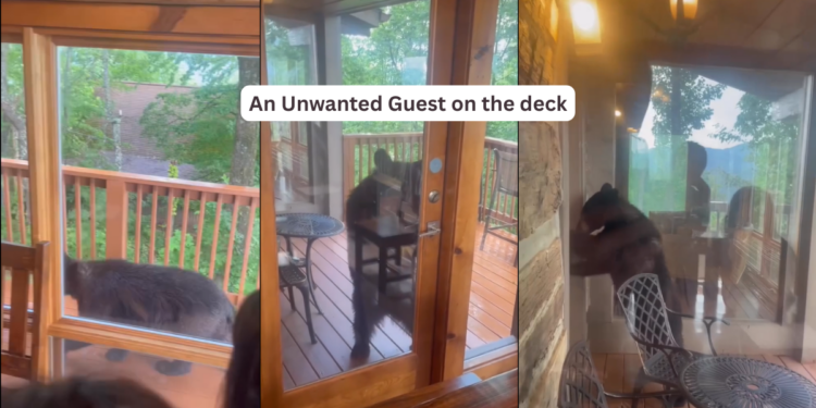 Family Watches In Shock As Curious Bear Tries Opening Their Cabin Door