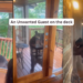 Family Watches In Shock As Curious Bear Tries Opening Their Cabin Door