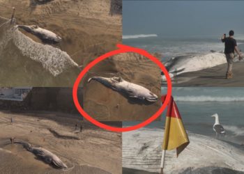 12-Metre Whale Found Dead On Mexican Beach