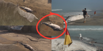 12-Metre Whale Found Dead On Mexican Beach
