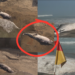 12-Metre Whale Found Dead On Mexican Beach