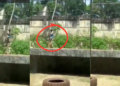 Brazilian Teen Mauled To Death By Lioness After Climbing Into Zoo Enclosure