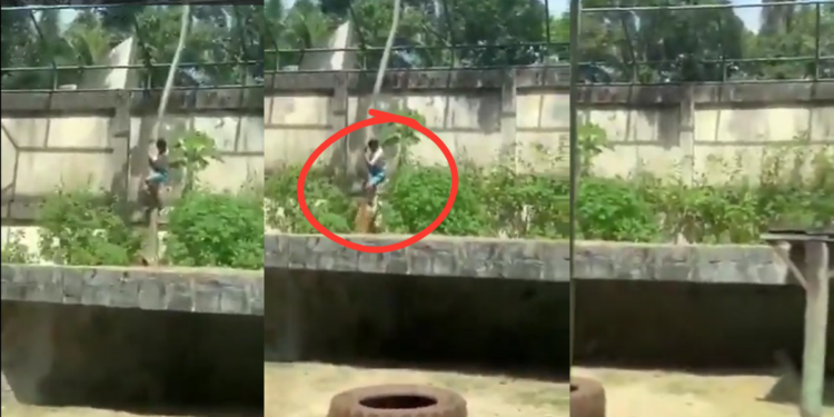 Brazilian Teen Mauled To Death By Lioness After Climbing Into Zoo Enclosure