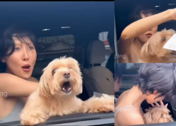 New Bodyguard: K-Pop Idol Hwasa’s Dog Protects His Mom From Everyone