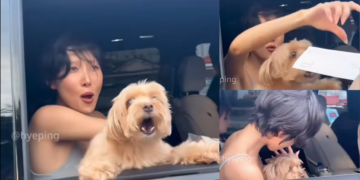 New Bodyguard: K-Pop Idol Hwasa’s Dog Protects His Mom From Everyone