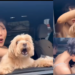 New Bodyguard: K-Pop Idol Hwasa’s Dog Protects His Mom From Everyone