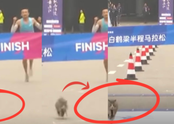 Cat Joins Marathon, Casually Overtakes Runner And Becomes Unexpected Race Star