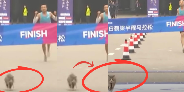 Cat Joins Marathon, Casually Overtakes Runner And Becomes Unexpected Race Star