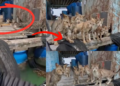 Hungry Cats Surround Fisherman, Desperately Trying to Get Food While Stranded
