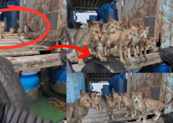 Hungry Cats Surround Fisherman, Desperately Trying to Get Food While Stranded
