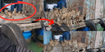 Hungry Cats Surround Fisherman, Desperately Trying to Get Food While Stranded