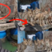 Hungry Cats Surround Fisherman, Desperately Trying to Get Food While Stranded