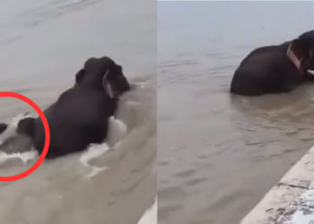 Nepal Floods : Three Adult Elephants Protect Two Calves As Floods Threaten To Sweep Them Away