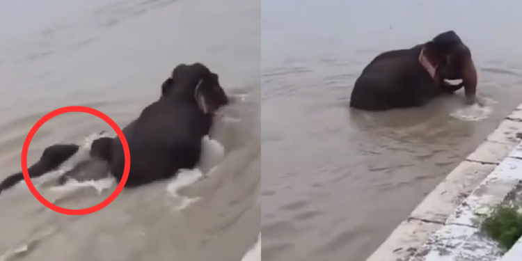 Nepal Floods : Three Adult Elephants Protect Two Calves As Floods Threaten To Sweep Them Away