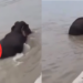 Nepal Floods : Three Adult Elephants Protect Two Calves As Floods Threaten To Sweep Them Away