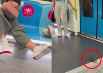 Rat Rides Malaysian MRT for Free and Sends Passengers Into Chaos