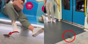 Rat Rides Malaysian MRT for Free and Sends Passengers Into Chaos