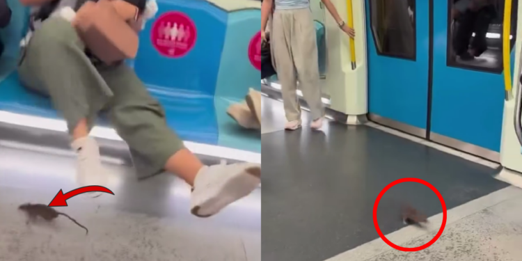 Rat Rides Malaysian MRT for Free and Sends Passengers Into Chaos