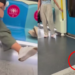 Rat Rides Malaysian MRT for Free and Sends Passengers Into Chaos
