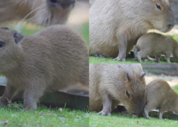 Capybaras and baby share meal with unlikely dining pal at Moscow Zoo