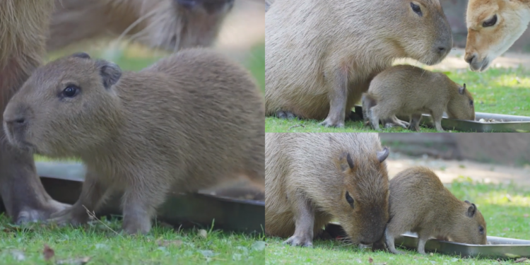 Capybaras and baby share meal with unlikely dining pal at Moscow Zoo