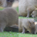 Capybaras and baby share meal with unlikely dining pal at Moscow Zoo