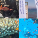 Jordan’s stunning Aqaba Marine Reserve wins UNESCO World Heritage status