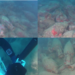 Divers discover 2,100-year-old ROMAN shipwreck