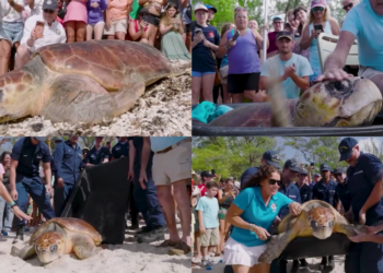 Timmy the 270-pound loggerhead turtle returns to Atlantic after weeks of rehabilitation