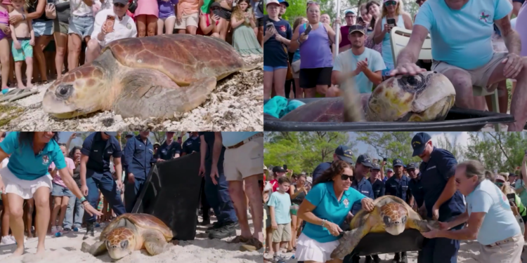 Timmy the 270-pound loggerhead turtle returns to Atlantic after weeks of rehabilitation