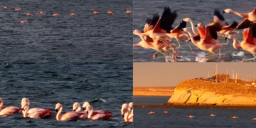 Flamingos take flight over whales at dawn in Puerto Madryn