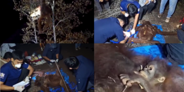 Mother, baby orangutans rescued in safety net after fleeing fire in Kalimantan Forests