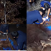 Mother, baby orangutans rescued in safety net after fleeing fire in Kalimantan Forests