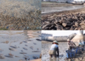 Dead fish carpet vanishing Silugonggo as brutal drought grips Indonesia’s Pati