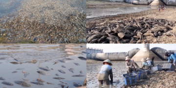 Dead fish carpet vanishing Silugonggo as brutal drought grips Indonesia’s Pati
