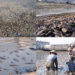 Dead fish carpet vanishing Silugonggo as brutal drought grips Indonesia’s Pati