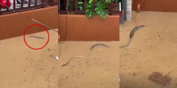 Large PYTHON swims through flooded neighbourhood in Philippines’ Olongapo City