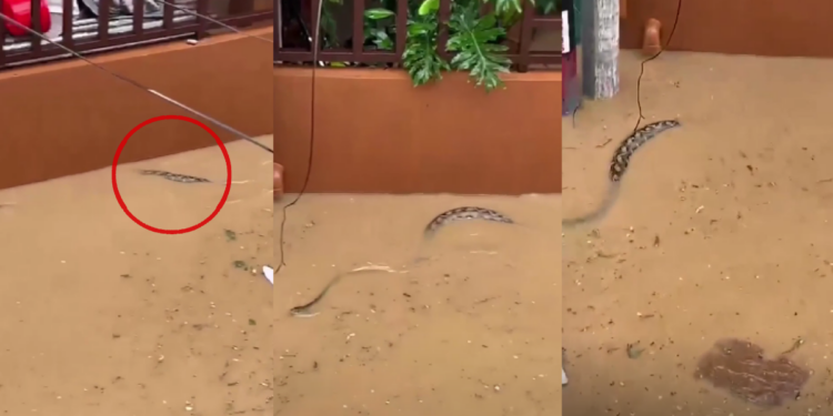 Large PYTHON swims through flooded neighbourhood in Philippines’ Olongapo City