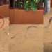 Large PYTHON swims through flooded neighbourhood in Philippines’ Olongapo City